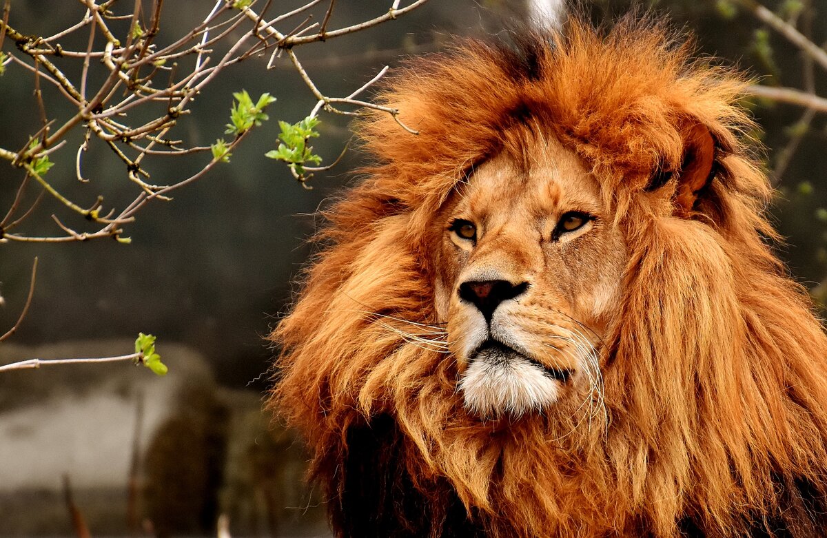 Изображение Alexandra ❤️A life without animals is not worth living❤️ с сайта Pixabay 