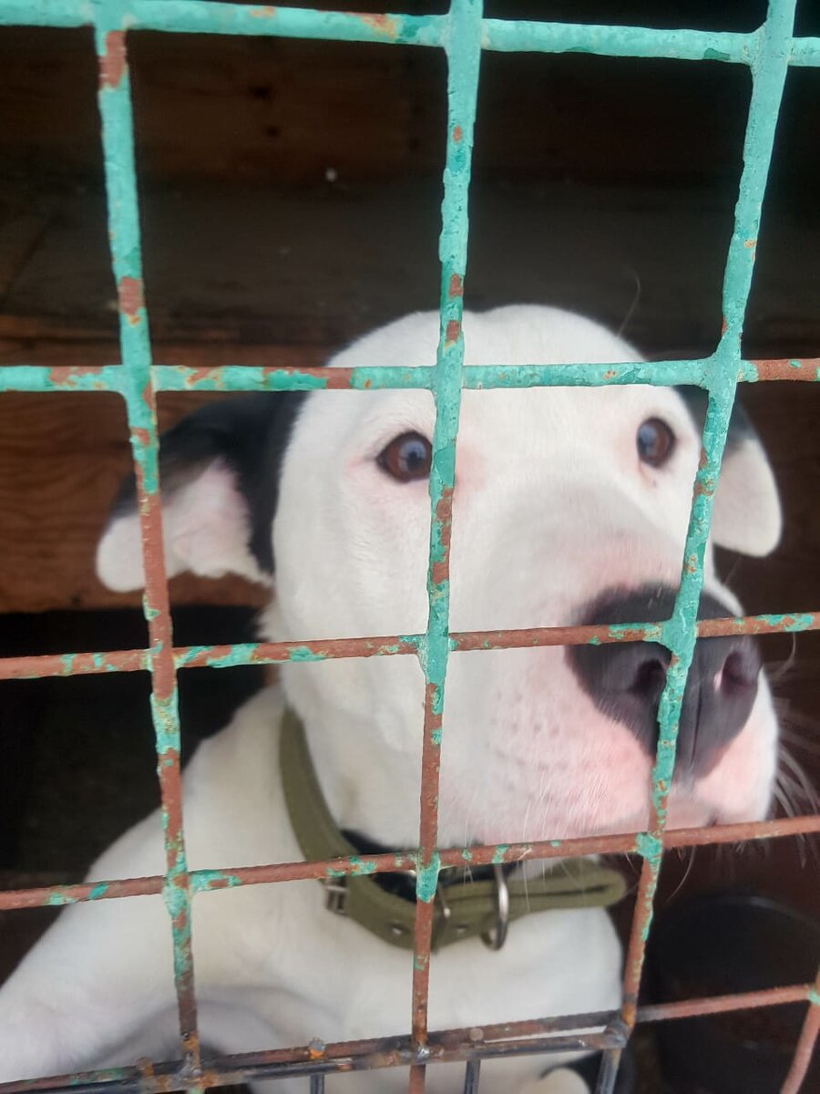 Американский стаффордширский терьер. Возраст около 2 лет. Очень ласков с людьми, но собак не любит.