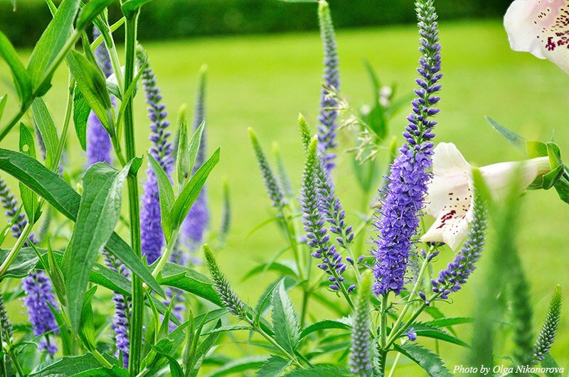 Вероника колосистая на фоне 