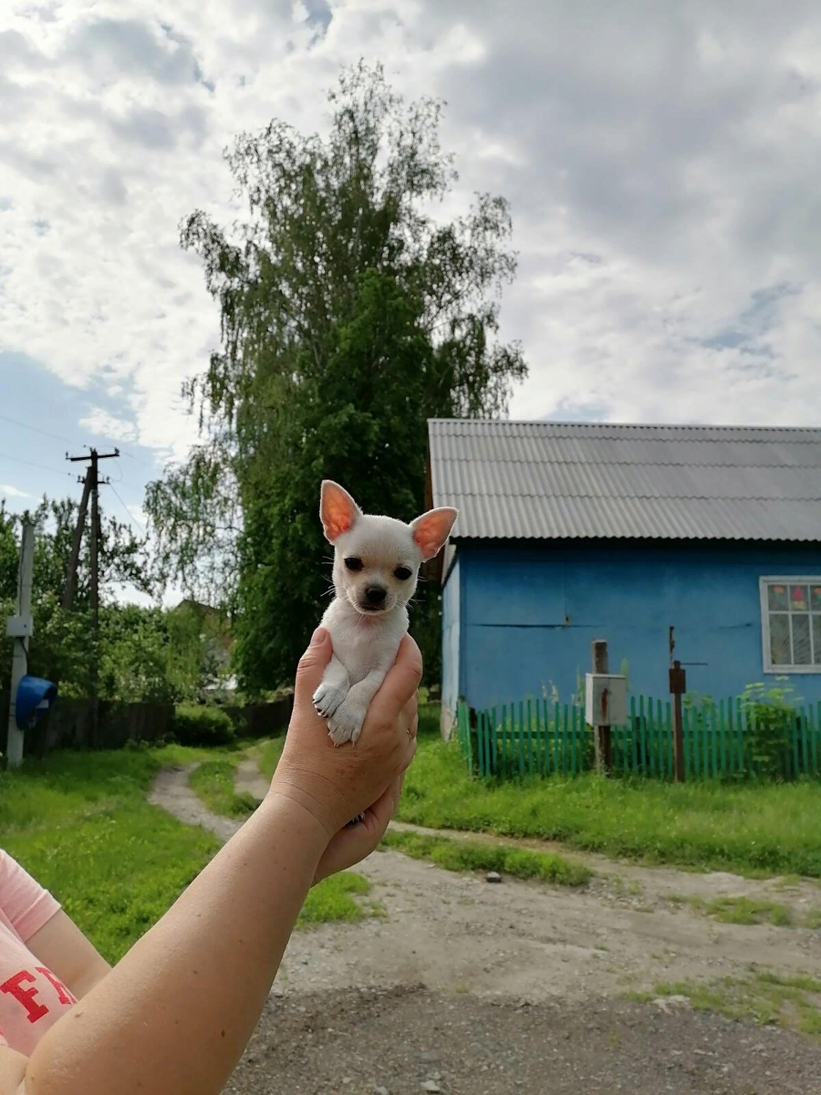 Рэкс, сын Тима и Бэллы