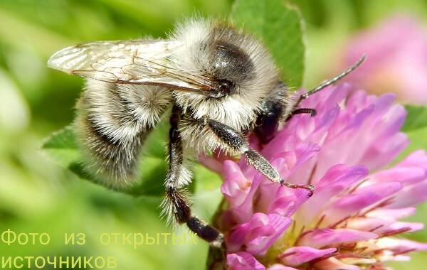 Шмель редчайший занесен в Красную книгу. Он встречается в Приморском крае и в Хабаровском крае.