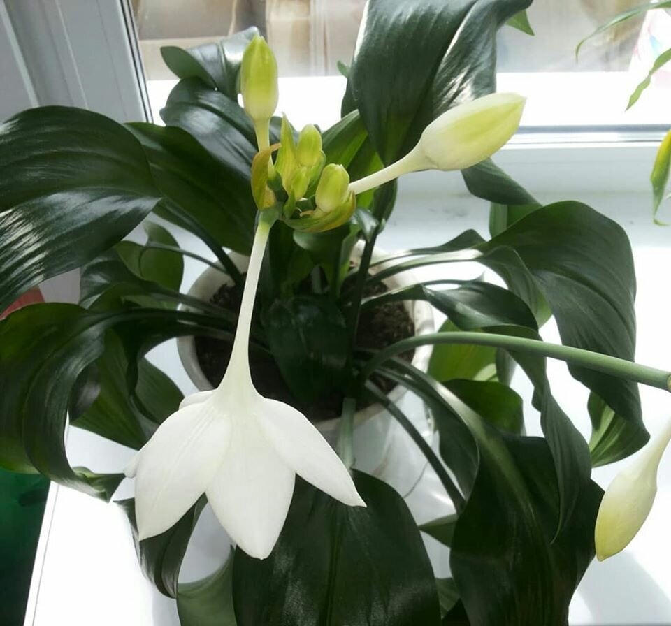 "Зухарис" - амазонская лилия. Фото автора.