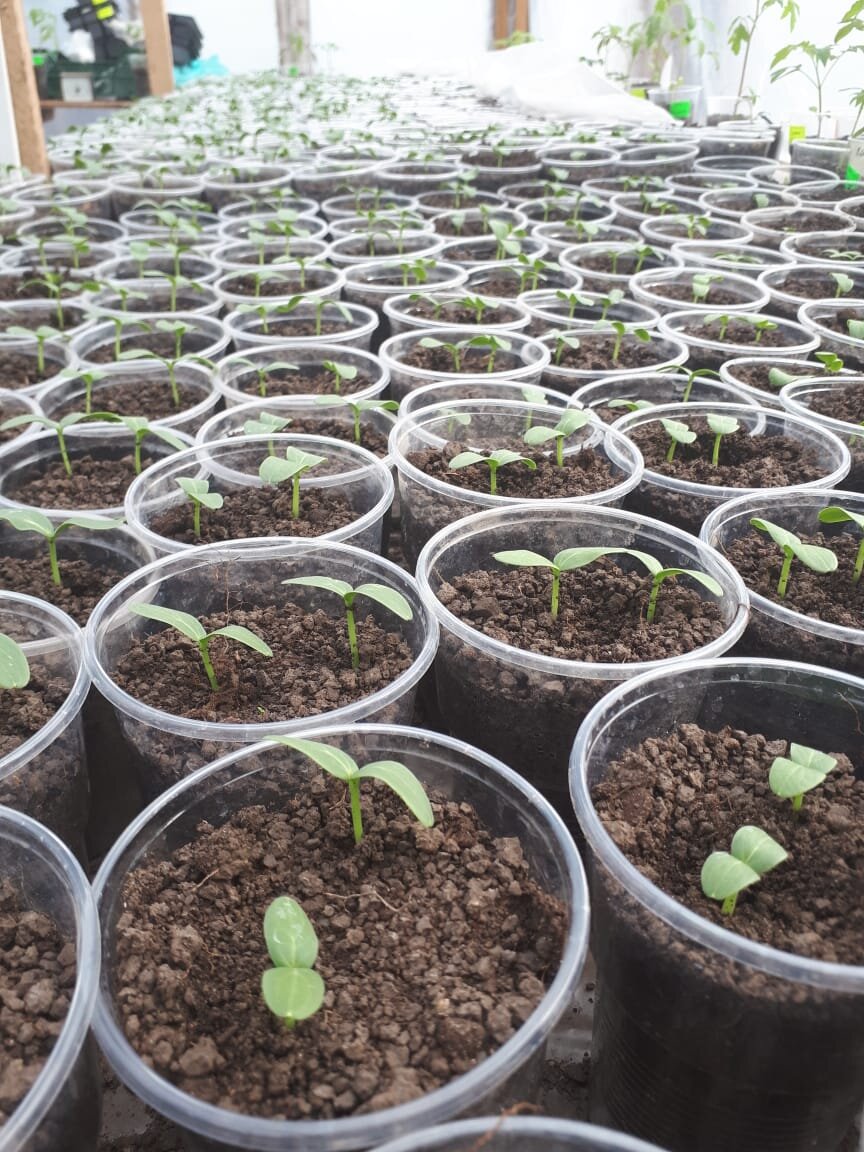 Всходы огурцов, март 2020 г. 