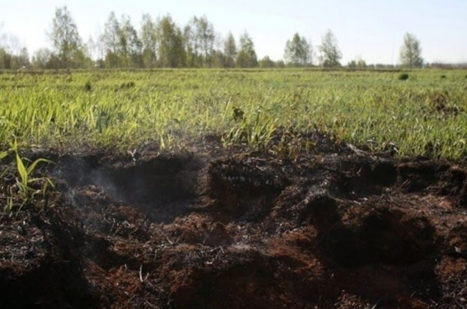 Ромашка садовая многолетняя или нивяник, посадка саженцев и секреты ухода за растением