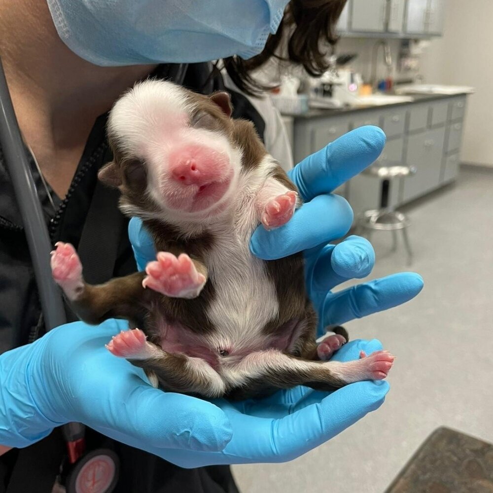 фото рожденных щенков
