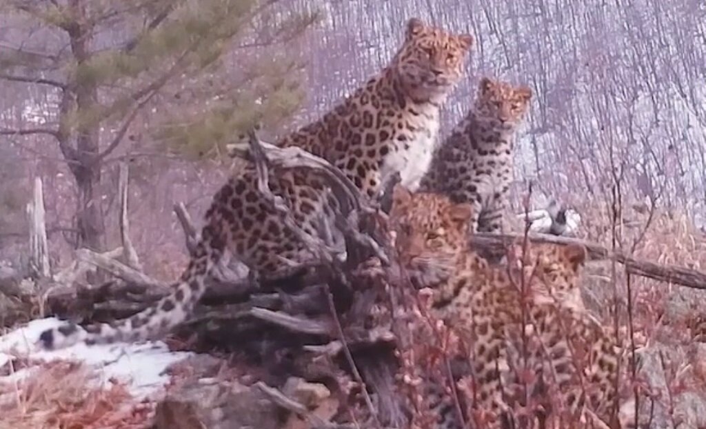 Фото: кадр из видео пресс-службы национального парка "Земля леопарда"