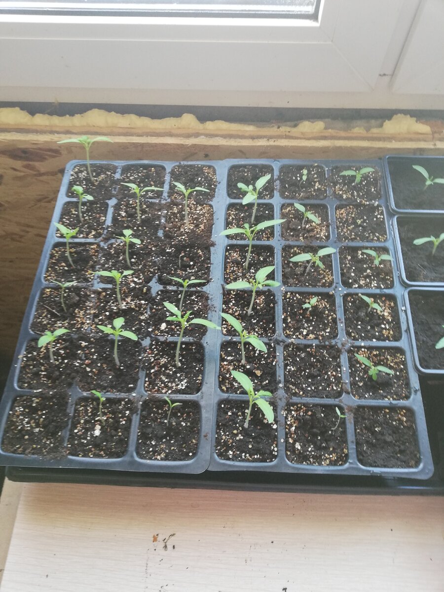 Всходят и растут по разному. Сорта тоже разные,каждый стаканчик подписан.