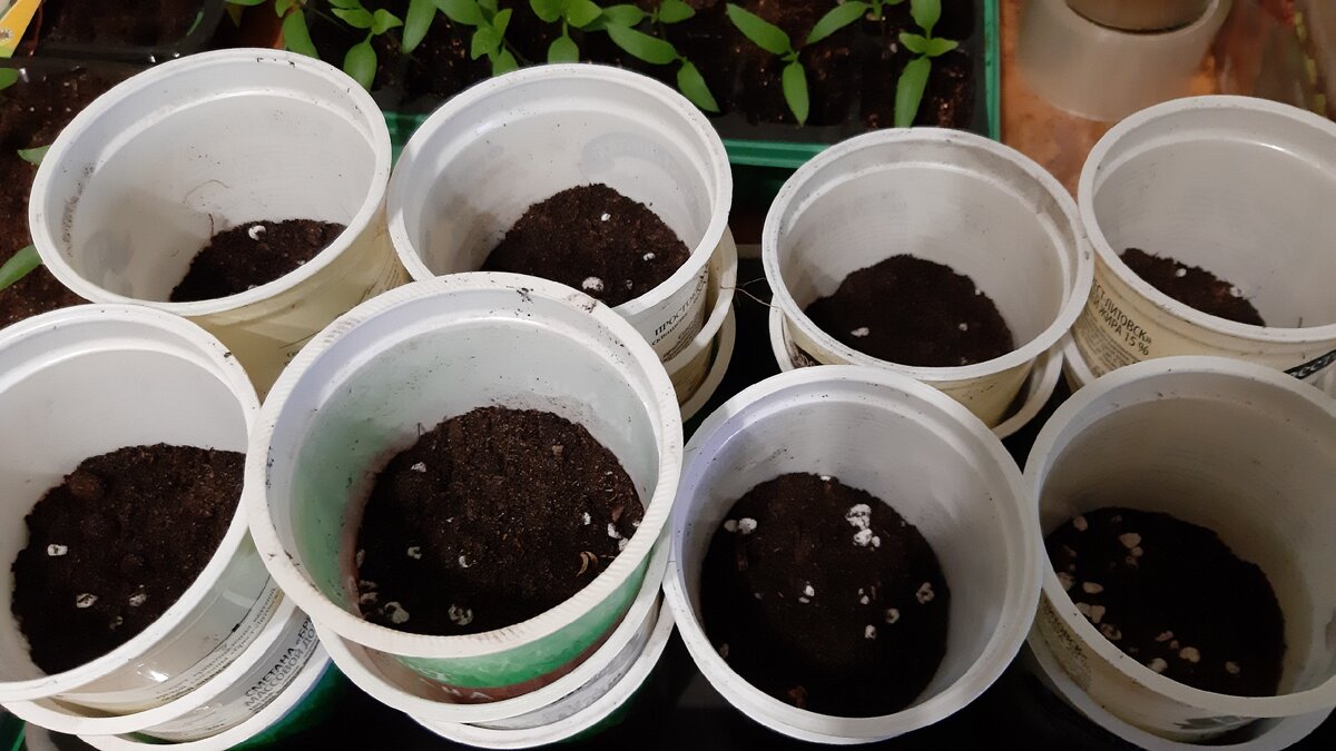 Емкости с грунтом. Фото автора.