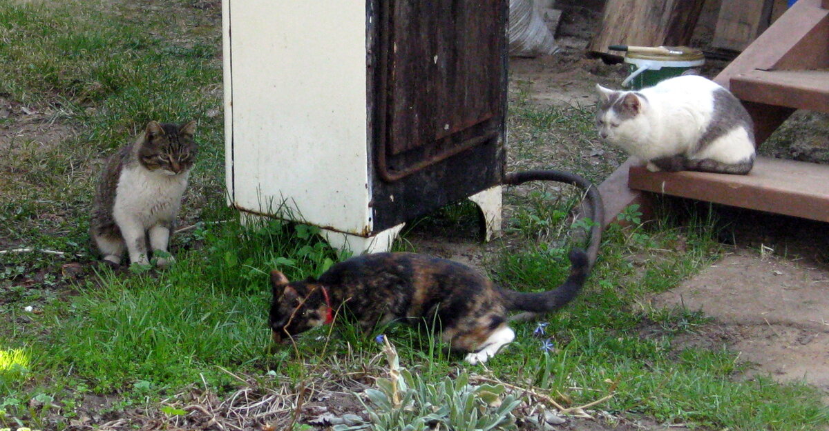 Первые кавалеры нашей Василисы. Фото автора