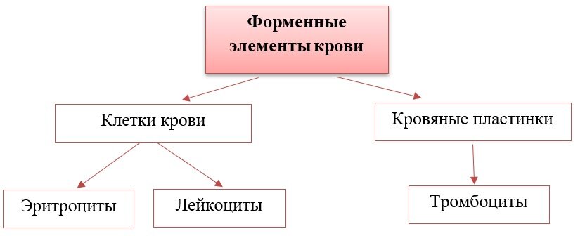Внутренняя среда организма. Состав крови. Форменные элементы крови. Bio Chem Cha
