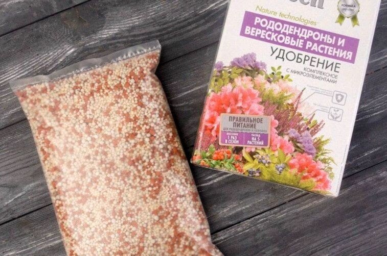 Голубика Торо (Toro): описание сорта, посадка и уход, фото + отзывы