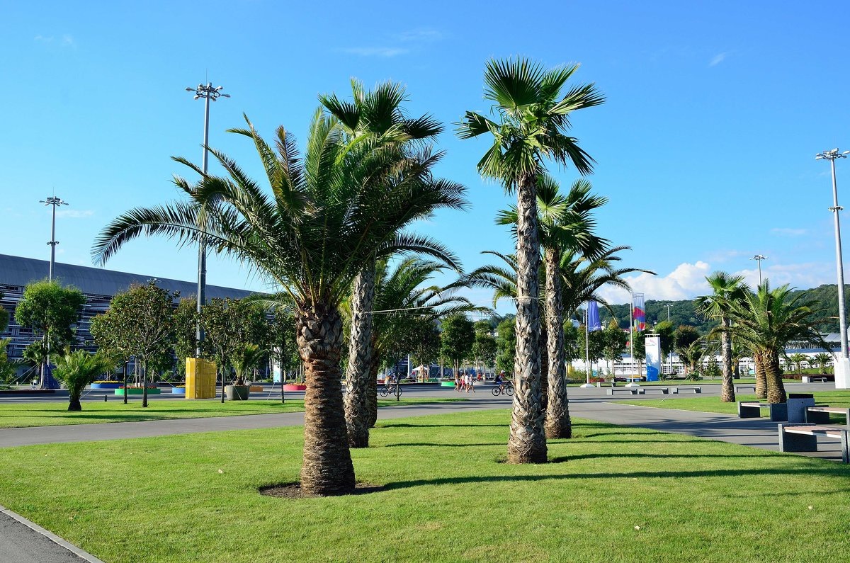 Пальмы в Сочи. Источник фото https://clck.ru/U3ytg