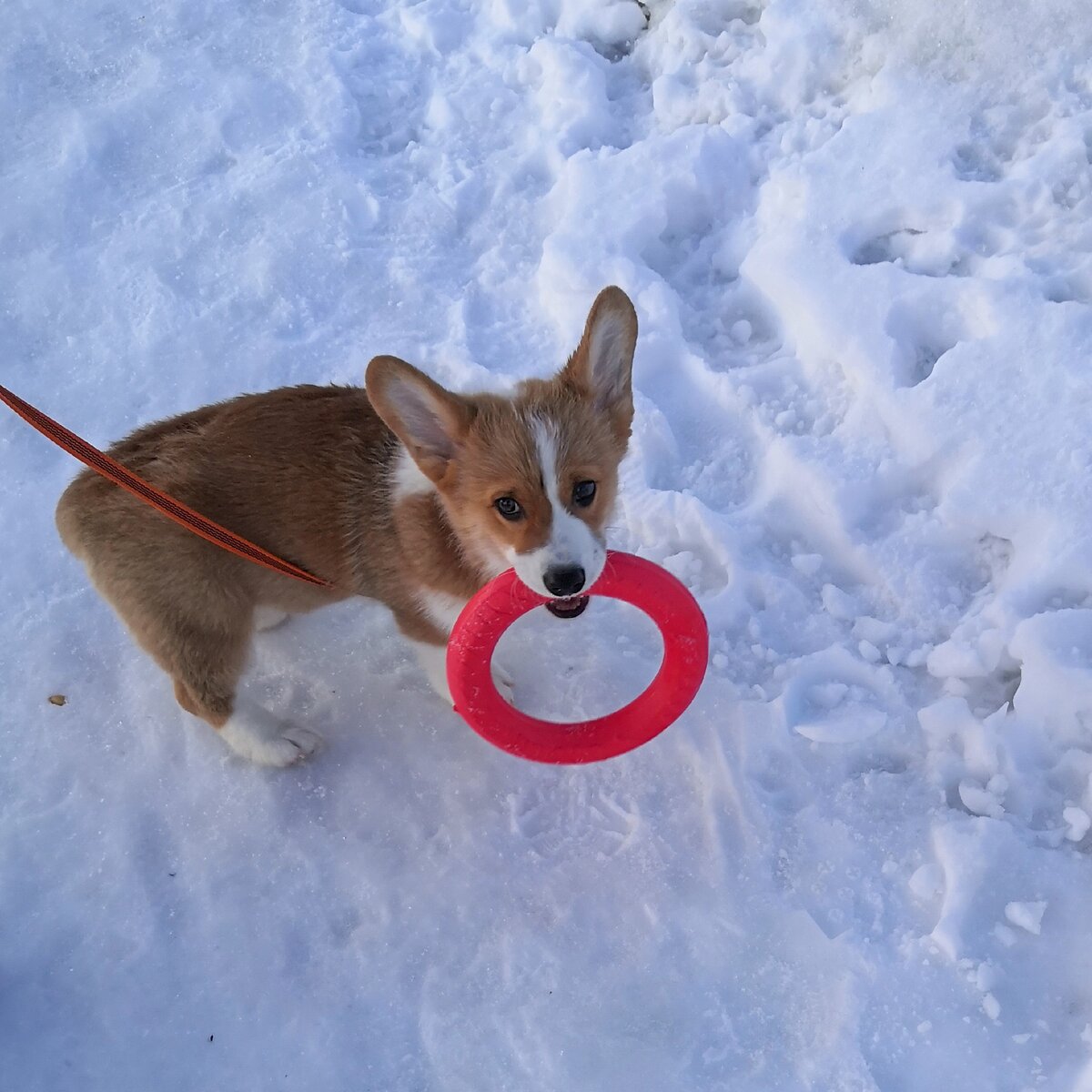 Мерлин любит пулер. И догонять, и грызть