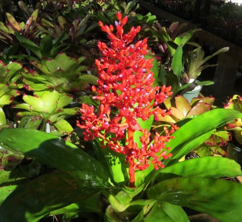 Одна из разновидностей Эхмеи - Эхмея сверкающая