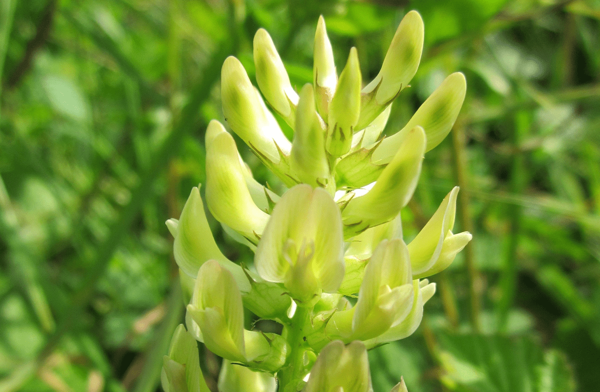 Астрагал солодколистный 