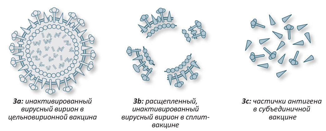 Слева (3а) - это инактивированный вирус, остальные рисунки - это его части, которые также используют для производства вакцин. Рисунок из интернета: https://ic.pics.livejournal.com/flyfooter