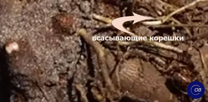 Пион имеет запасающие корневища и всасывающие