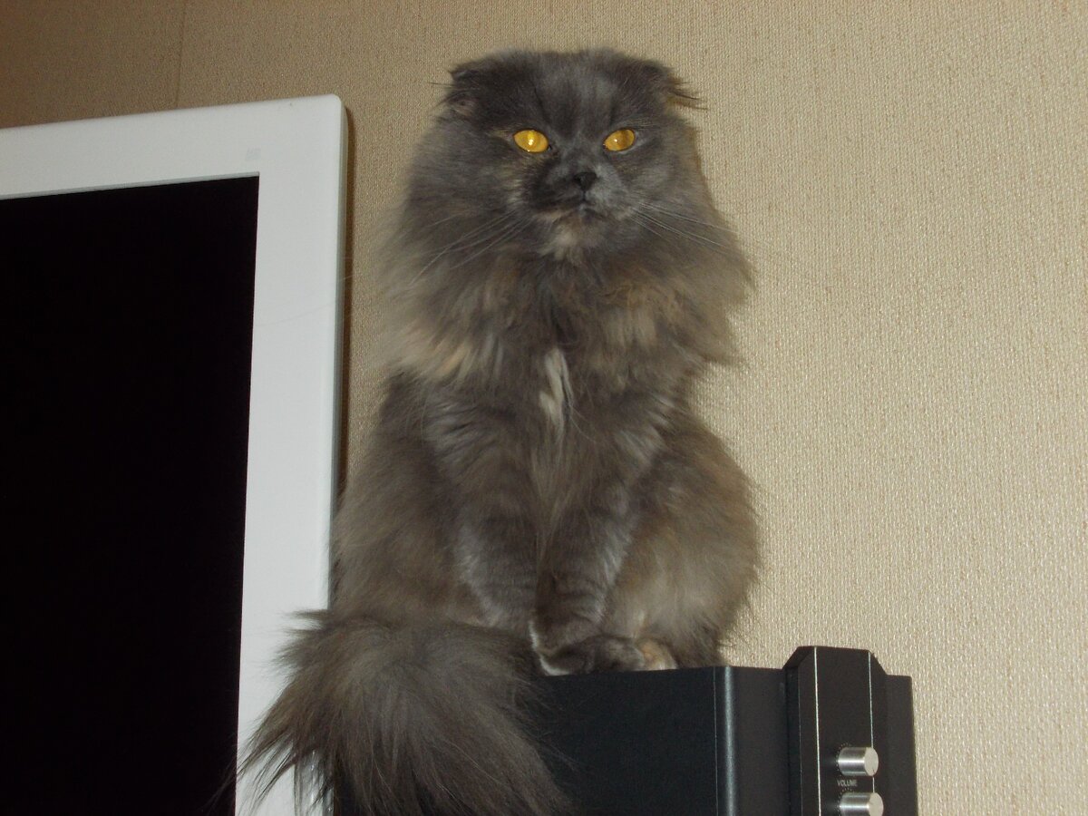 Шерсть взяла от папаши, форма от мамаши. А вот цвет не знала какой выбрать.