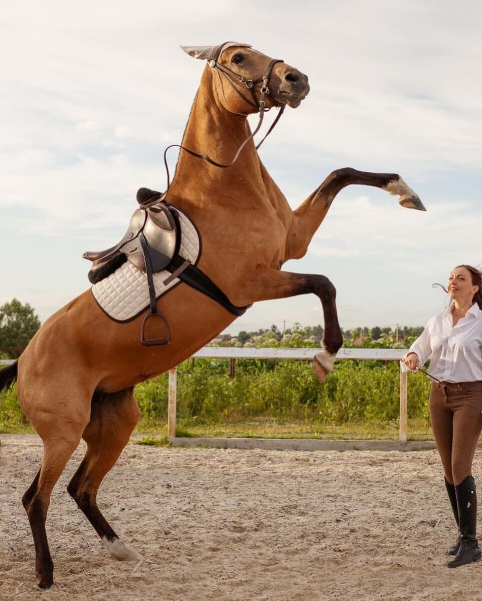 Я и моя ахалтекинская кобыла Дестегюль