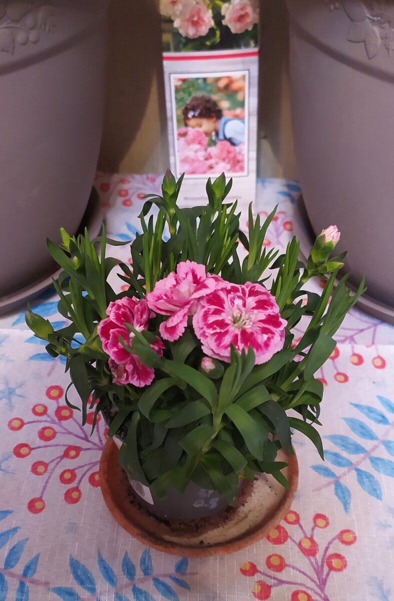 Гвоздика Санфлор Одесса Пинк