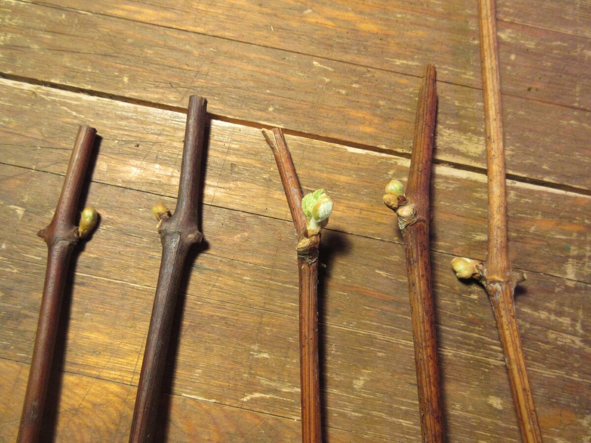 Почки пошли в рост. Самое время готовить "волшебное зелье". Фото автора