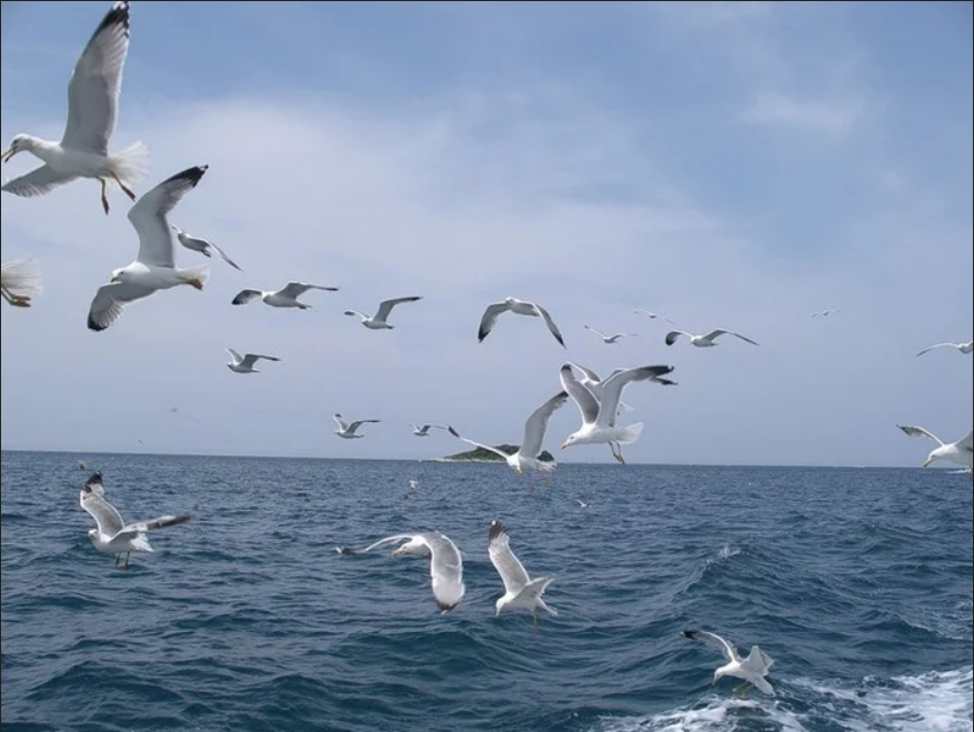 Чайки могут съесть столько корма. Море, Чайки. Птицы над морем. Чайки над водой. Чайки на просторе.