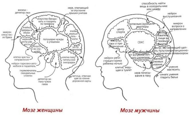 МУЖСКОЙ И ЖЕНСКИЙ МОЗГ — 20 ОТЛИЧИЙ | Интересные факты |Дзен