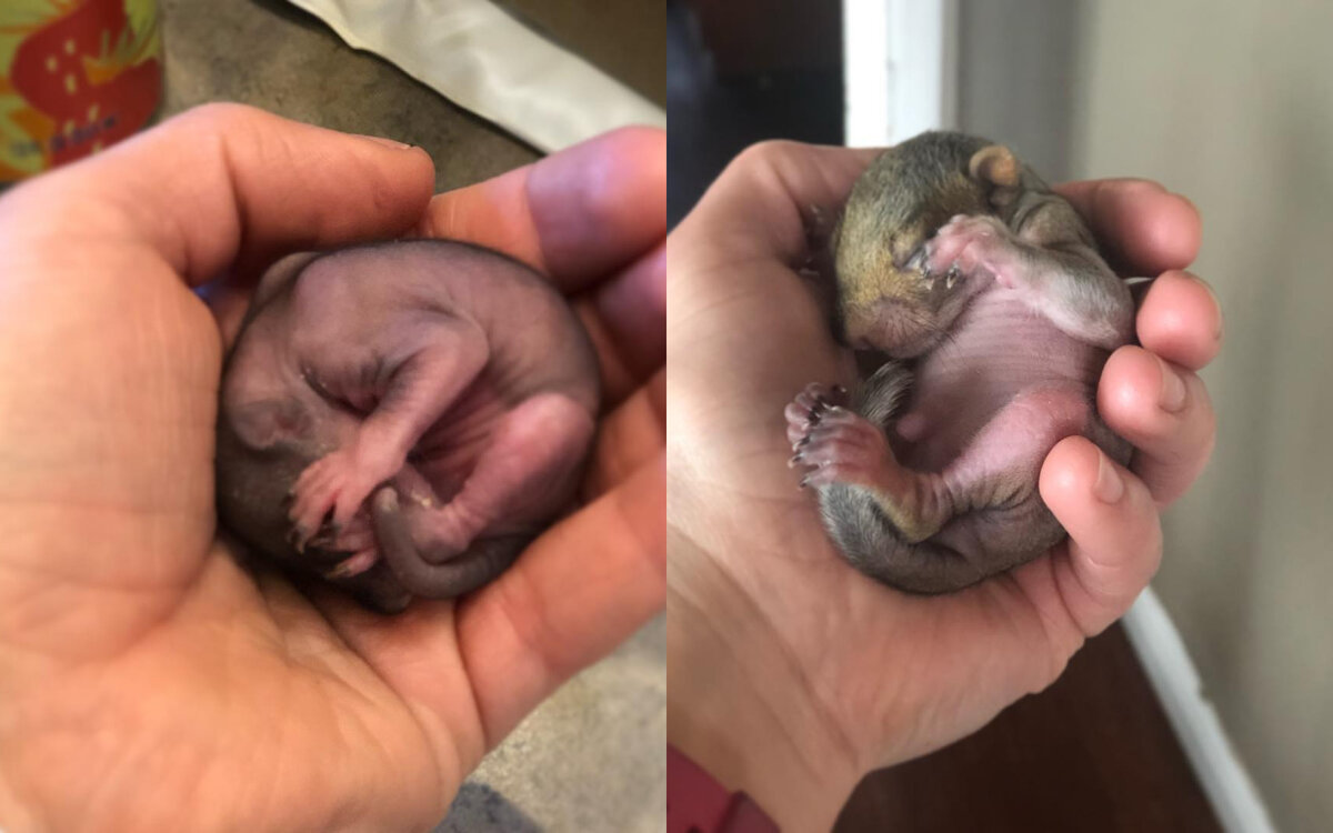 © Instagram / stevethegraysquirrel