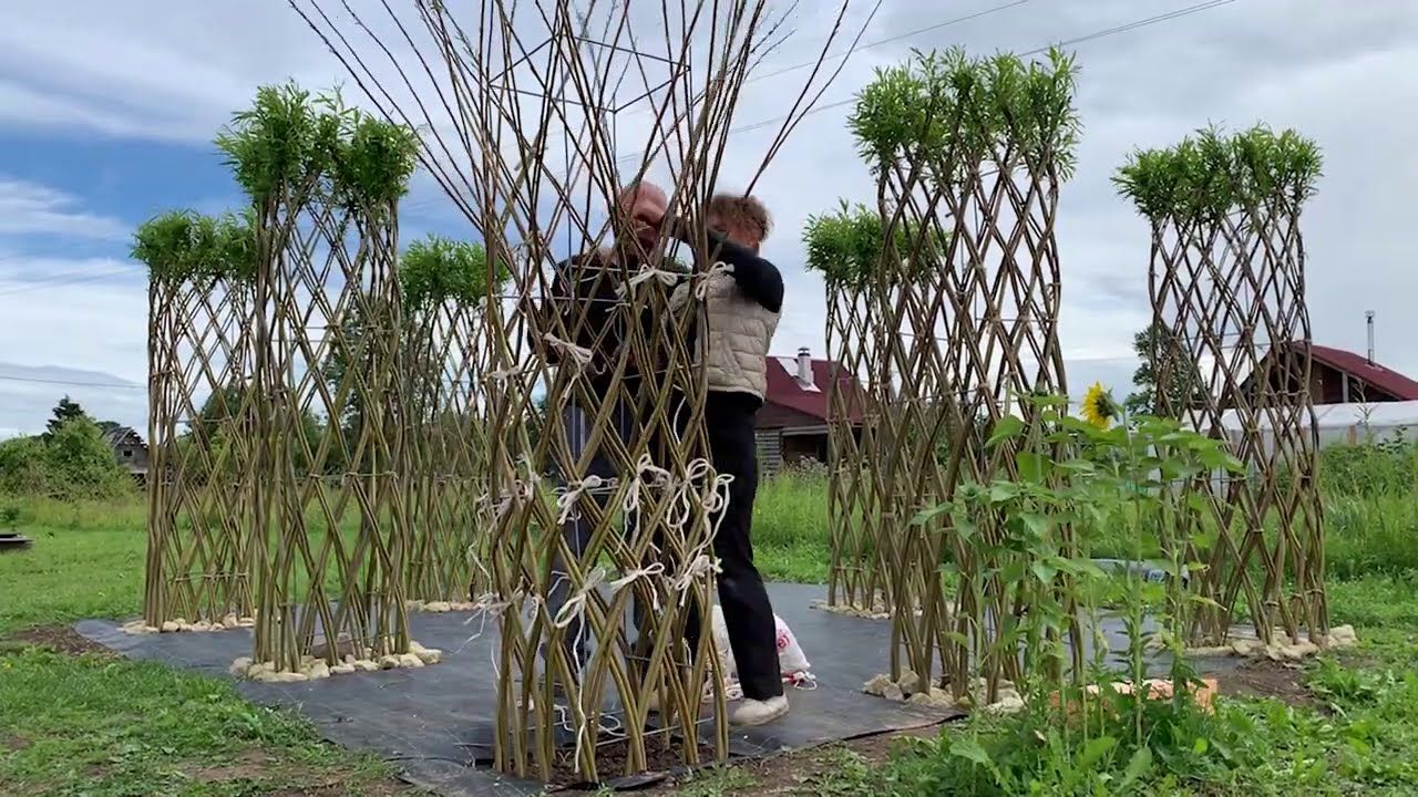 Плетение живых беседок из ивы0