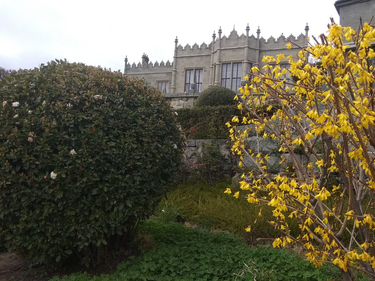 Цветущий жасмин