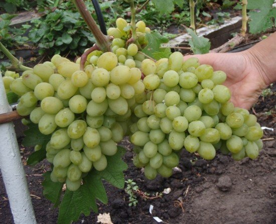 Фото из свободных источников