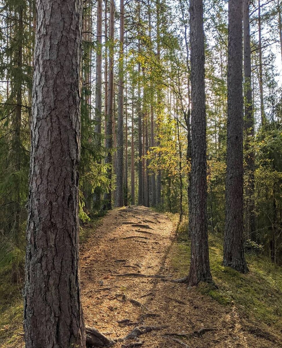 Что интересного на маршруте: Маршрут проходит по живописной холмистой местности, в сосновом лесу, в котором произрастают редкие виды растений и обитают редкие виды животных и рептилий. На маршруте два красивых озера и два моста через реки. На второй части маршрута есть оборудованные стоянки, смотровая площадка. Старя финская ГЭС с плотиной – чрезвычайно живописное местоНа озере Лебяжье оборудовано место для купания.