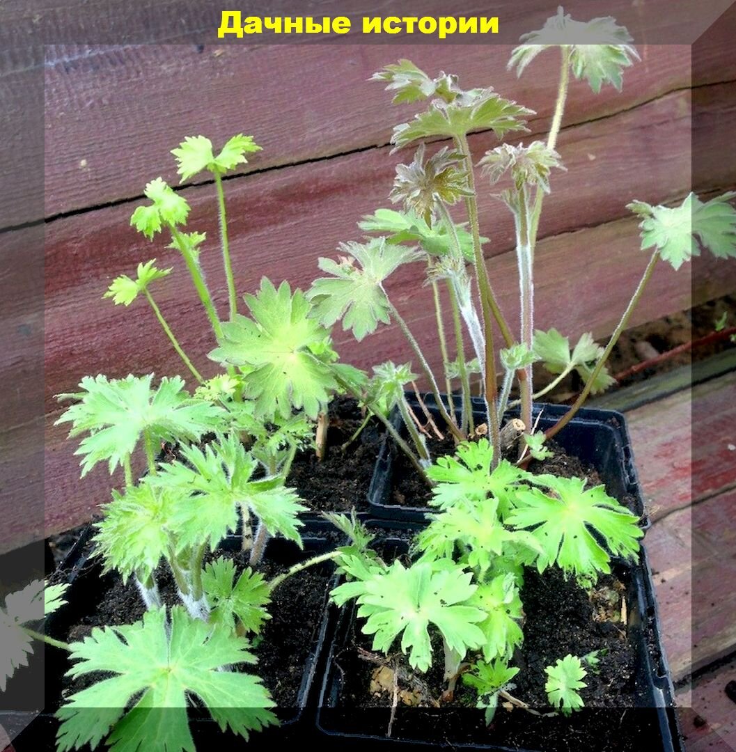 https://vk.com/photo-159774511_457246939