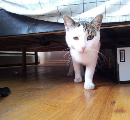 Знаки, которыми выражают эмоции кошки