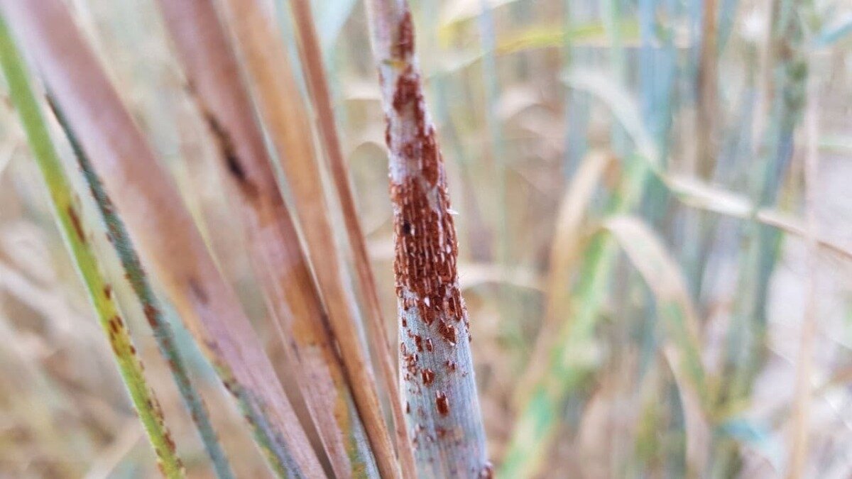 бурая стеблевая ржавчина пшеницы. стеблевая (линейная) ржавчина пшеницы. бурая стеблевая ржавчина пшеницы. стеблевая (линейная) ржавчина пшеницы. бурая ржавчина озимой пшеницы.