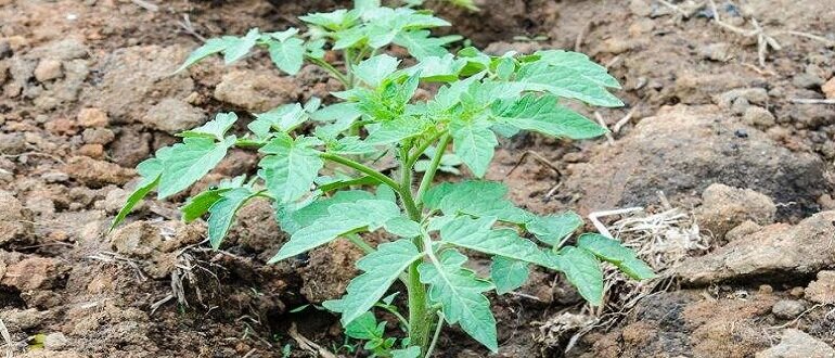 удобрения при посадке помидор