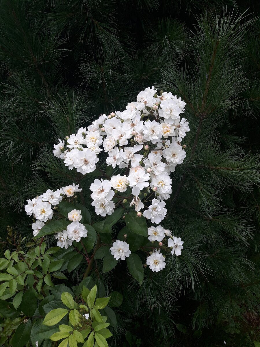 Guirlande d'Amour, мускусный гибрид