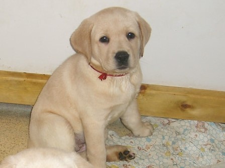 Первое наше знакомство с этим милым созданием