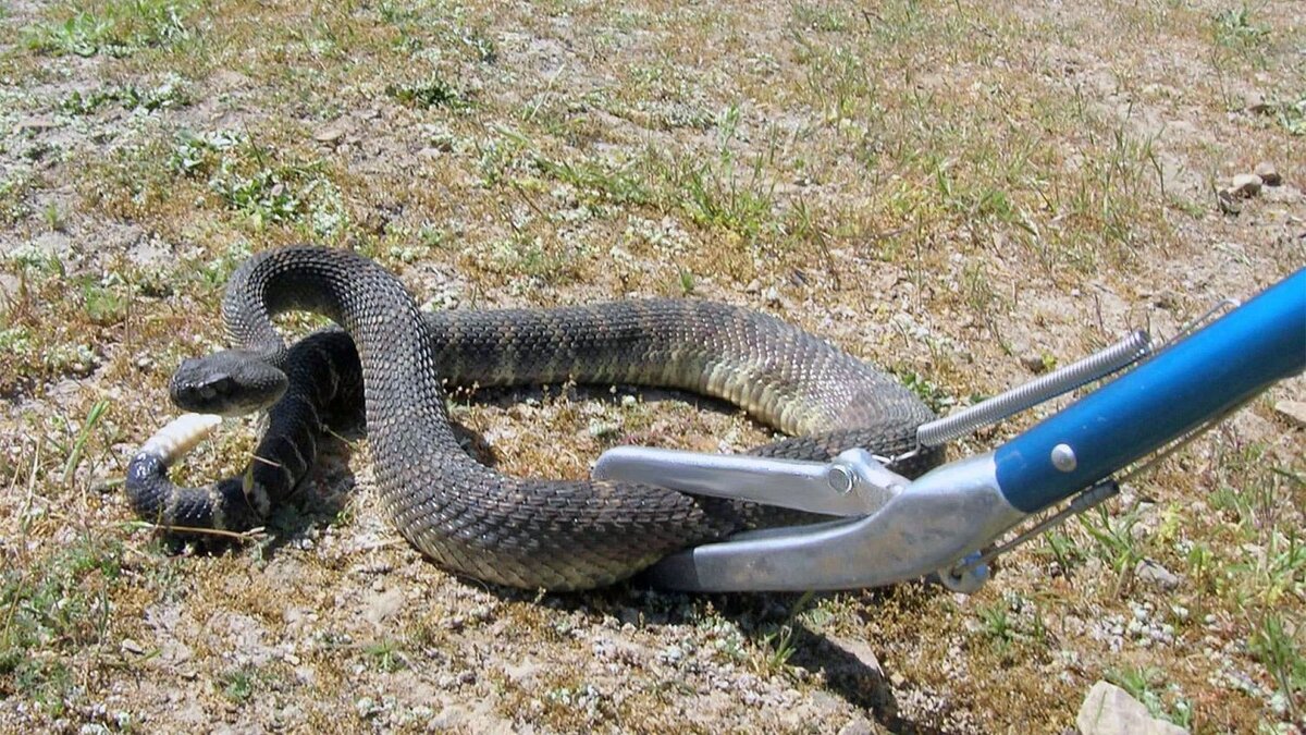 Как избавиться от змей на дачном участке