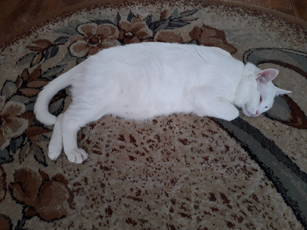 Снежок собственной персоной