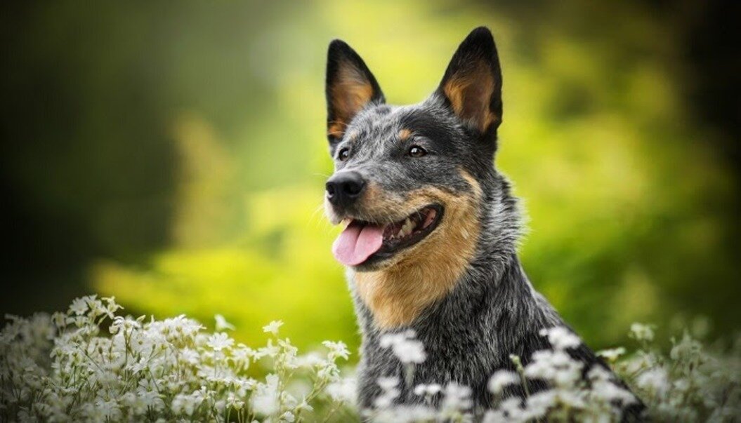 Источник: Pinterest.com      