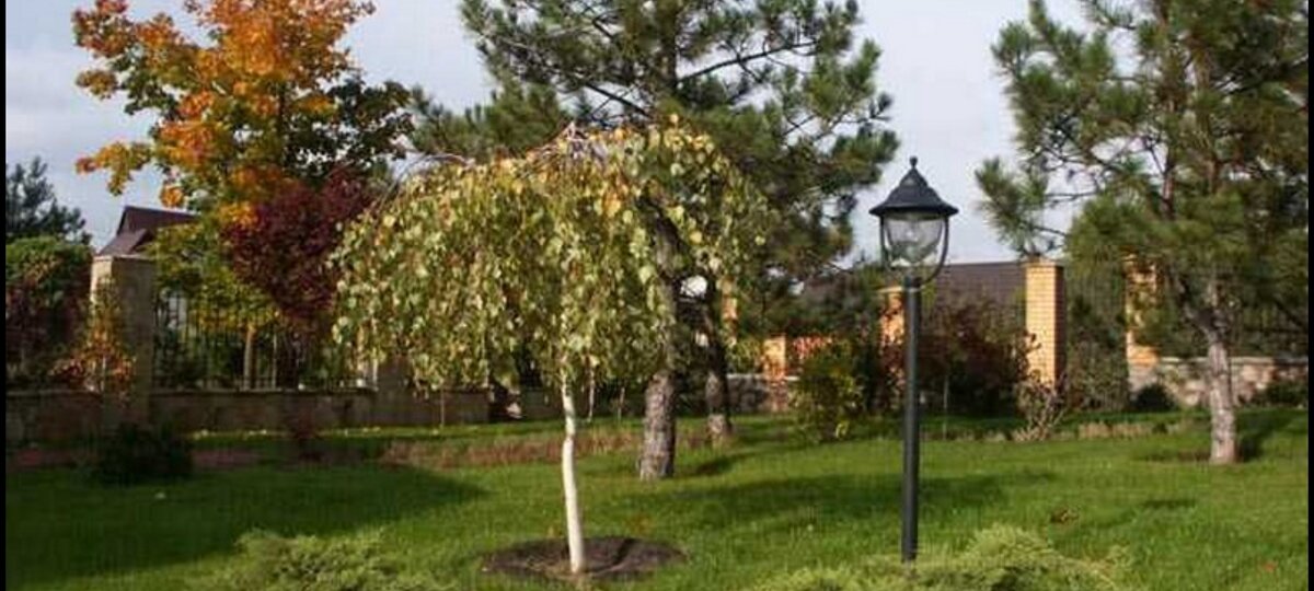 Деревья рядом с домом.