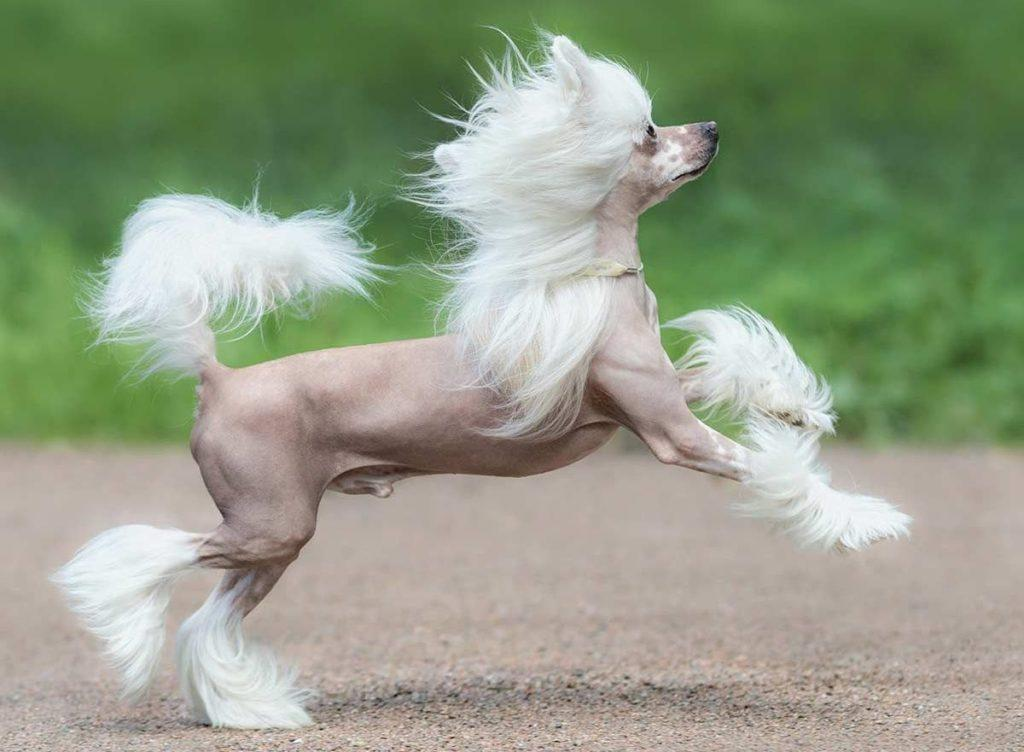 Молодая китайская хохлатая бежит и радуется жизни. Что может быть прекраснее? 