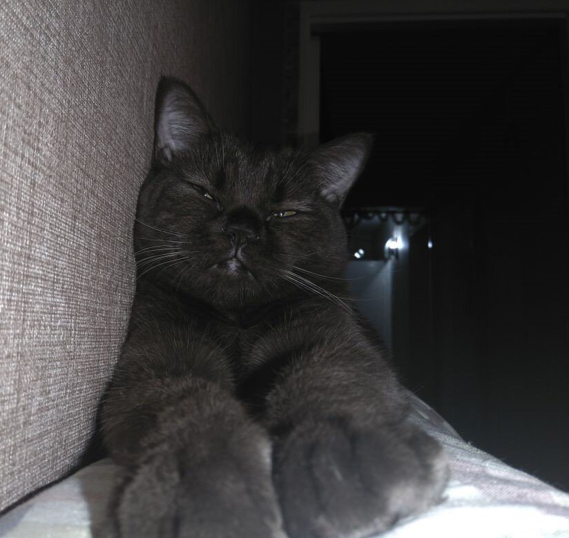 шотландская прямоухая или скоттиш-страйт 