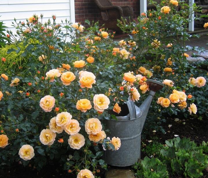 Роза из серии Flower Carpet - Flower Carpet Amber - благоухает и привлекает бабочек