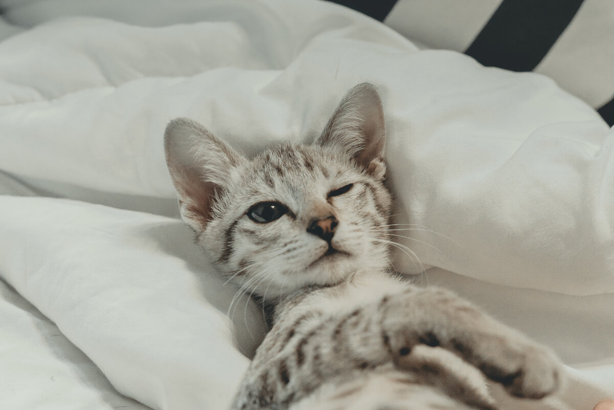 Почему кот спит на подушке человека | О котах | Дзен