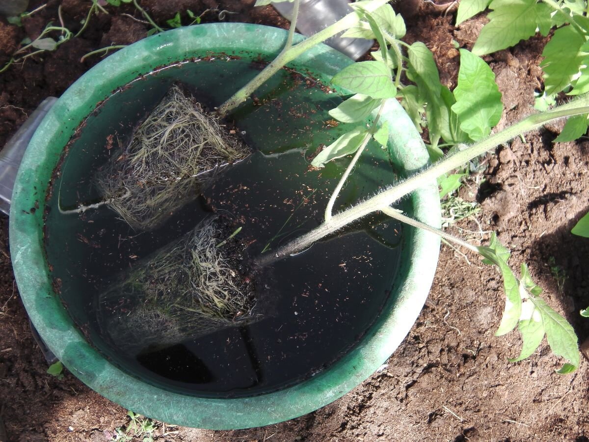 Расправляю корни. Фото автора