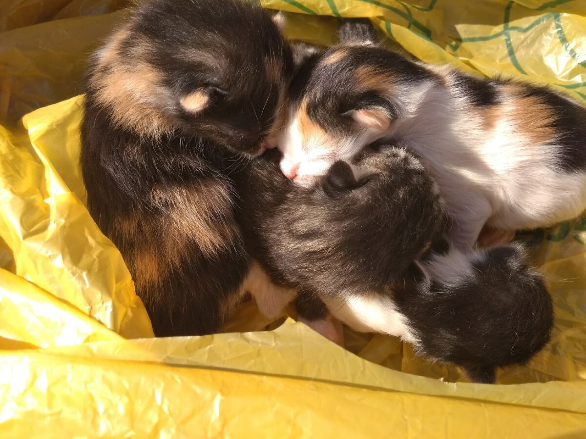 Мои - трехцветная темная девочка слева и полосатый мальчик в середине