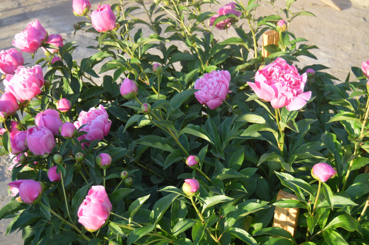 Личное фото. Цветут пионы.