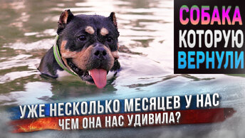 Как дела у собаки Ланы, которую вернули назад в питомник? Кто у нас больше всех любит бассейн?